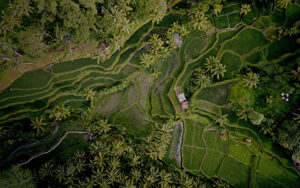 Best of Ubud Tour