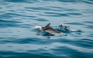 North Bali: Dolphine Lovina, Waterfall, Beratan Lake Temple